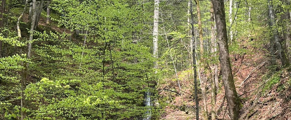 Naturerlebnistage der Klassen 1B, 1C und 1D am Paulinghof